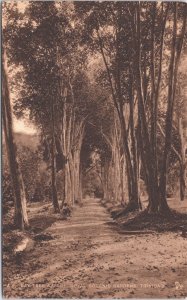 Trinidad And Tobago Bay Tree Avenue Royal Botanic Gardens Vintage Postcard 05.42 