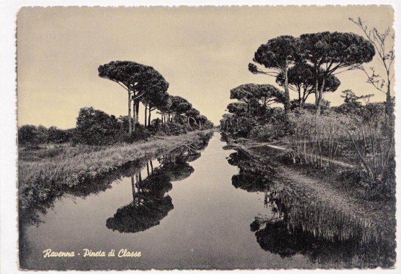 Ravenna, Pineta di Classe, unused Postcard