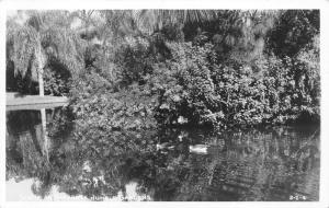 Sarasota Florida~Jungle Gardens~Ducks Swim in Pond~Tropical Foliage~1940s RPPC