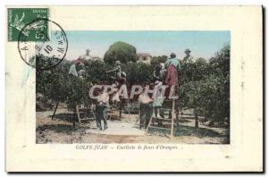 Old Postcard Picking flowers & # 39orangers Golfe Juan