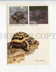 3089989 TURTLE Old Russian Photo Collage PC