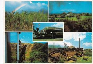 Hawaii Sugar Cane Scenes