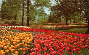 Kingwood Center, Tulip Display Mansfield, Ohio OH