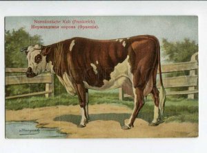 270031 RUSSIAN BUNGART Norman Cow Vintage BAGGOVUT postcard