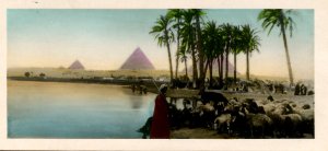 Egypt - Pyramids of Gizeh & Landscape *RPPC  (2.75 X 5.875)