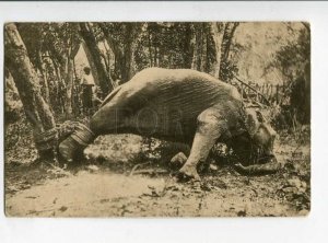 299678 CEYLON Elephant struggling at work Vintage Plate postcard