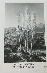 Vintage Real Photo Post Card RPPC The Four Sisters California Yuccas EKC