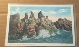 VINTAGE UNUSED .01 POSTCARD - SEALS AT CATALINA ISLAND, CALIFORNIA