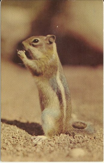Old Postcard, Ground Squirrel Eating in the Park, Chipmunk, Collectible Ephemera