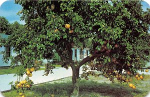 Ft Myers FLorida~Orange Grove Court~Sleep in an Orange Grove~on US 41~1950s Pc