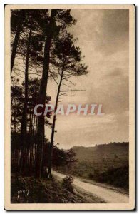 Old Postcard The Landes de Gascogne forest Sunrise in the sun