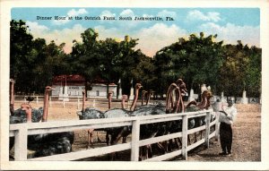 Vtg 1920s Dinner Hour Feeding Time Ostrich Farm Jacksonville Florida FL Postcard