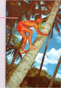 Postcard Hawaii -Cocopalm Climber - boy climbing coconut tree