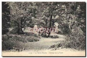 Old Postcard Tree La Sainte Baume Interior of the forest