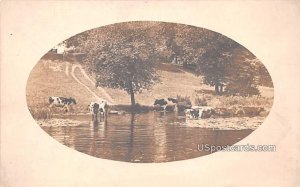 Cows in Water - Bridgeton, New Jersey NJ  