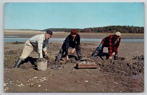 Pinkman Bros of Five Islands Dig Maine Steamer Clams Little River Postcard A32