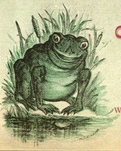 1870's Mitchell & Bro. Clothing Happy Frog Looking At Pond Cattails P165