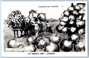 Ompah Ontario Canada Postcard Exaggerated Onions c1940's RPPC Photo