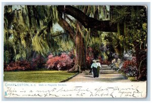 Charleston South Carolina SC Postcard Walk In Magnolia Gardens Tuck c1905