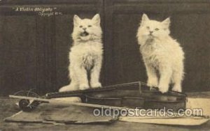 Violin Obligato Cat, 1906 postal used 1906