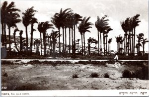 Postcard Israel - Haifa, The Palm Forest