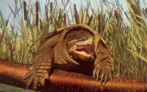 Snapping Turtle