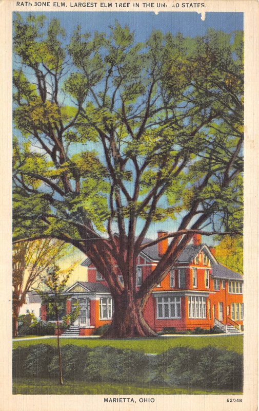 Marietta Ohio 1940s Postcard Rathbone Elm Largest Elm Tree in USA