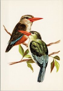 Grey Headed Kingfisher African Birds Series Bird Mangrove Unused Postcard C1