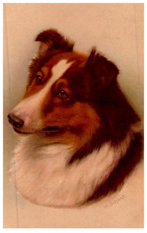 Dog  ,  Collie . artist signed W.Schwar