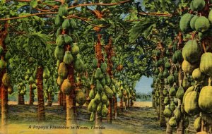 FL - Papaya Plantation