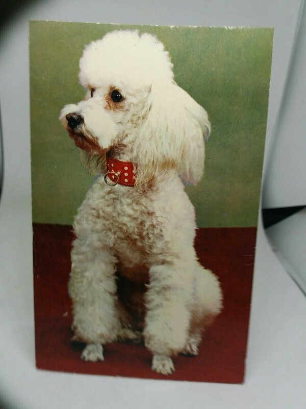 Vintage Postcard White Poodle Dog Posted 1971