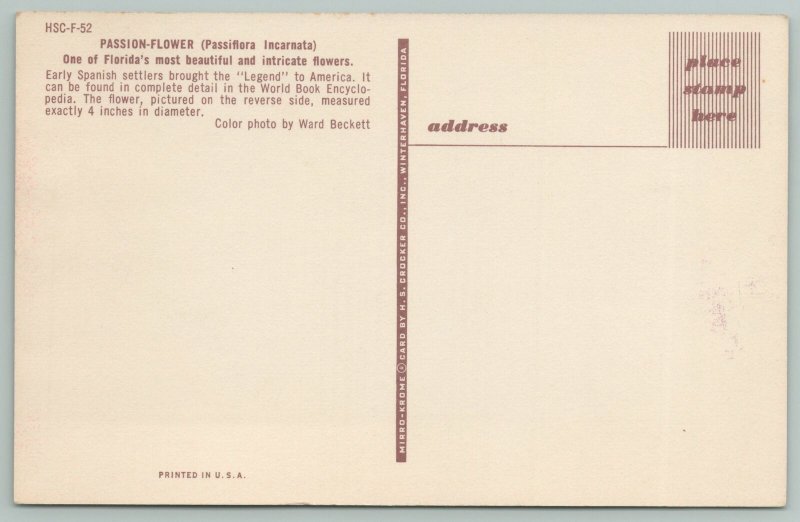 Florida~Legend of the Passion Flower~Standard Chrome Postcard