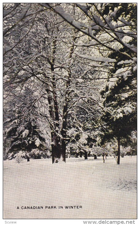 CANADA: A Canadian Park in Winter, 00-10s