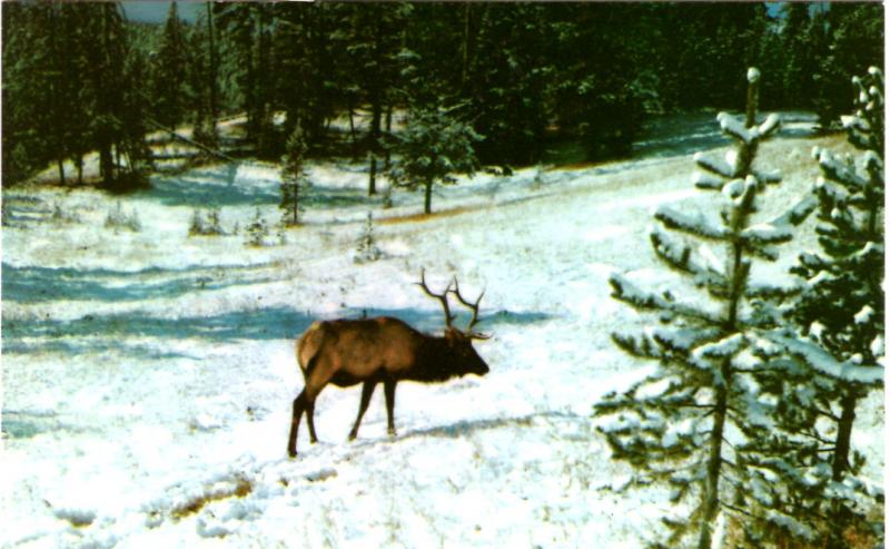 Haynes 51 SERIES #084, The Bull Elk, Yellowstone National Park