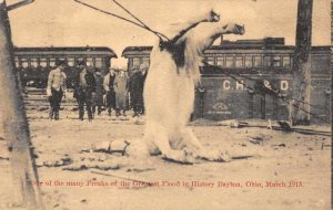 Dayton Ohio Flood Disaster Horse Caught Vintage Postcard AA2348