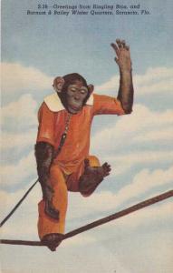 Chimpanzee on Tight Rope - Sarasota FL, Florida - Linen