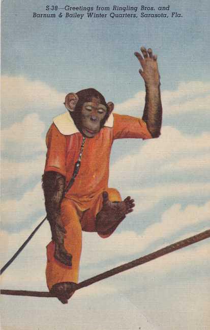 Chimpanzee on Tight Rope - Sarasota FL, Florida - Linen