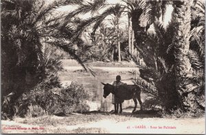 Tunisia Gabès Sous les Palmiers Vintage Postcard C219