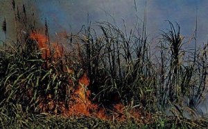 Cane Crusher - Clewiston, Florida FL