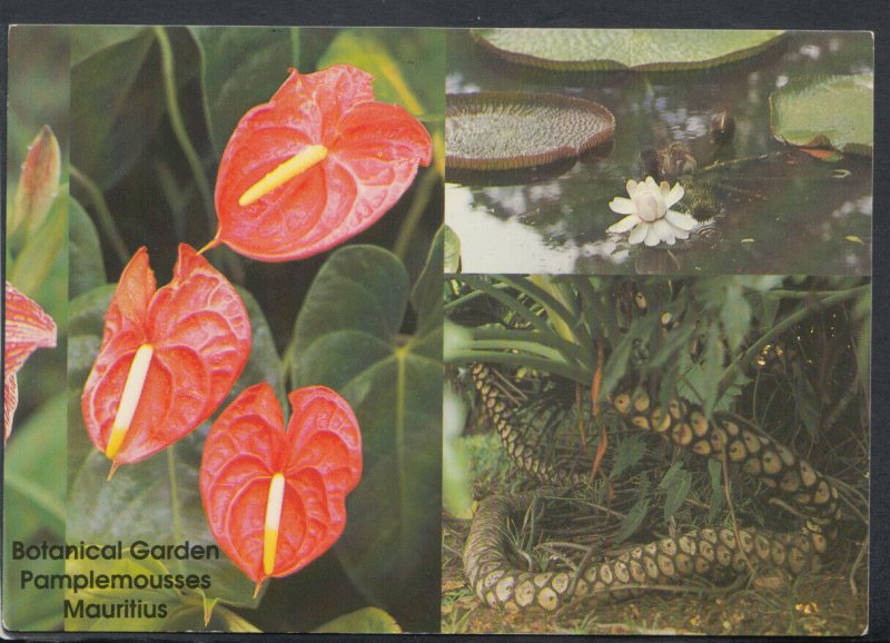 Mauritius Postcard - Botanical Garden of Pamplemousses  T7042 