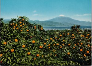 View of Mt. Fuji from Orange Field at Nihon-Daira Japan Postcard PC239