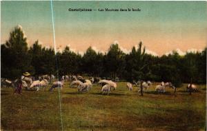 CPA CASTELJALOUX - Les Moutons dans la lande (638672)