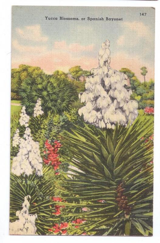 Yucca Blossoms Spanish Bayonet Florida FL Vintage Postcard