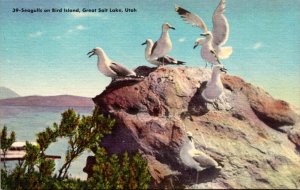 Utah Great Salt Lake Seagulls On Bird Island