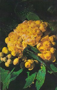 Low Oregon Grape Pacific Coast Wildflower