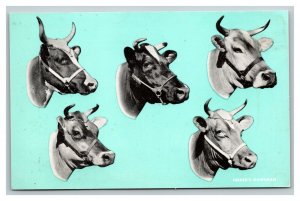 Vintage 1950's Advertising Postcard - Hoard's Dairyman - Dairy Milk Cows