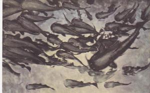 Big Catfish On Parade Wakulla Springs Florida Albertype