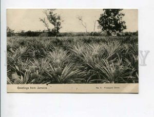 3172170 GREETINGS from JAMAICA Pineapple Grove Old postcard