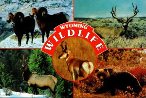 Wyoming Wildlife Bear Elk and Sheep