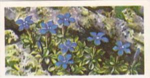 Brooke Bond Tea Trade Card Wild Flowers No 4 Spring Gentian